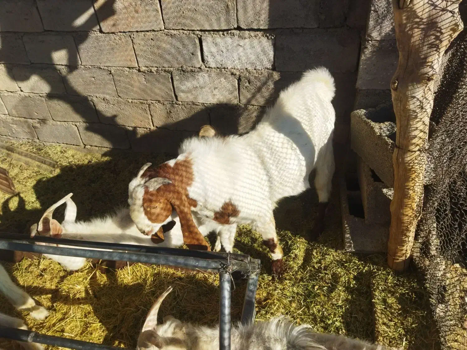 نری پاکستانی اصل|حیوانات مزرعه|کرمان, |دیوار