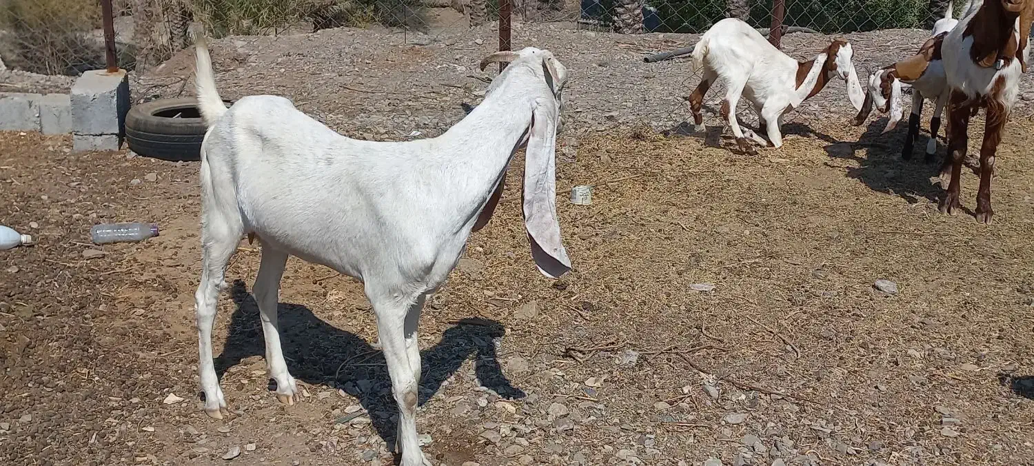 بز گلابی و پاکستانی دورگ|حیوانات مزرعه|رودخانه, |دیوار