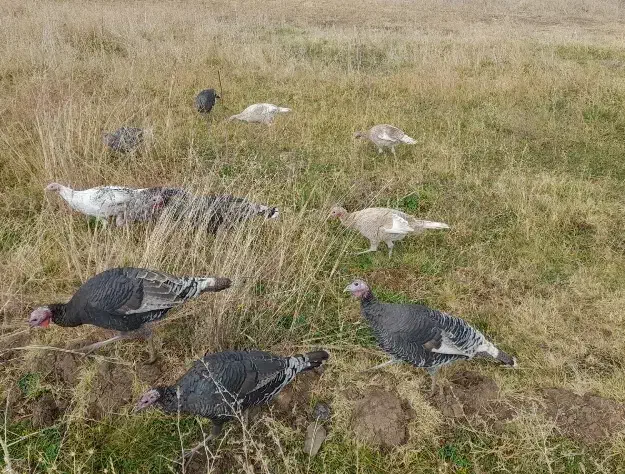 بوقلمون|حیوانات مزرعه|اشترینان, |دیوار