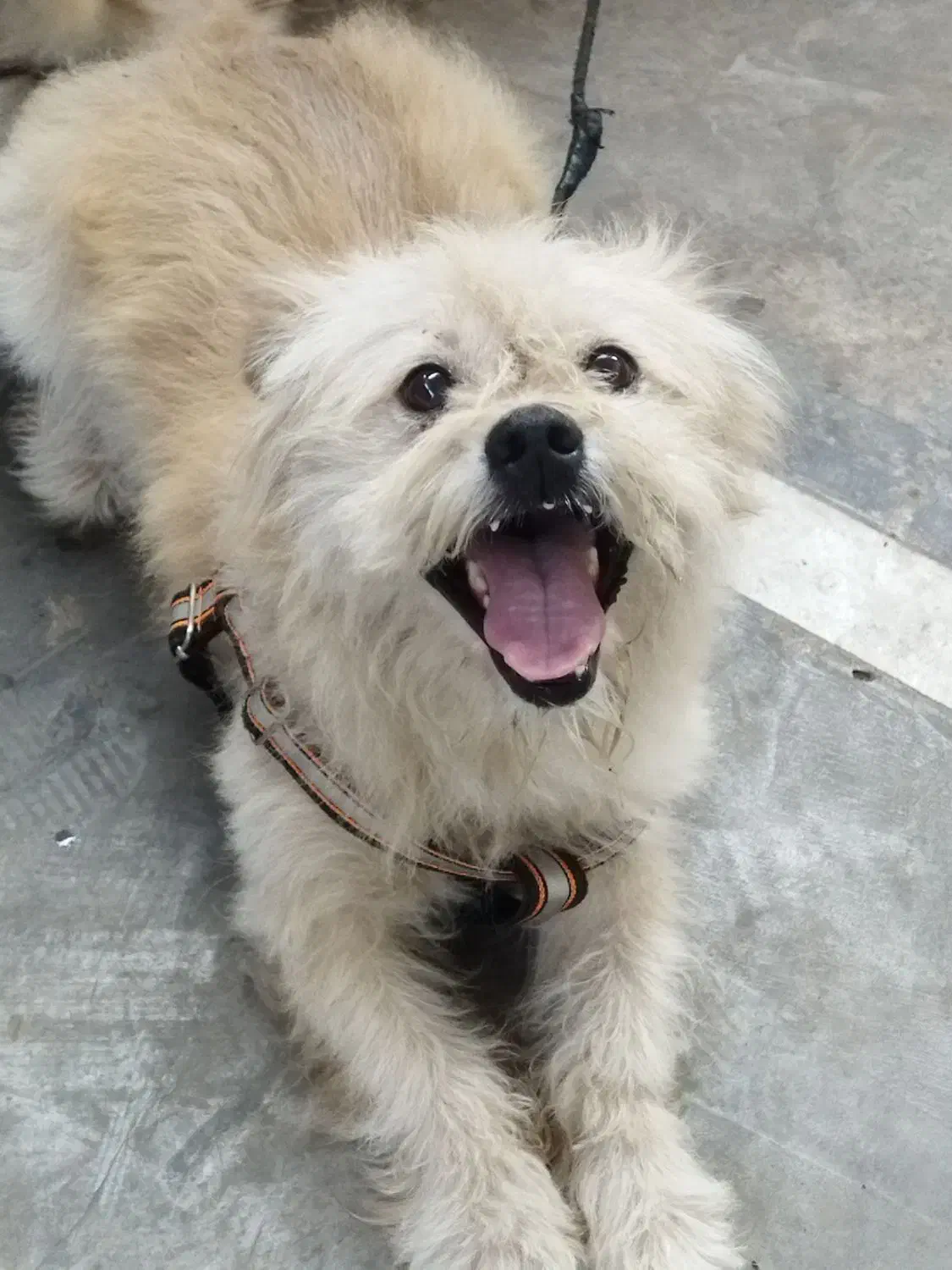 سگ شیتزو تریر|سگ|سلمان‌شهر, |دیوار