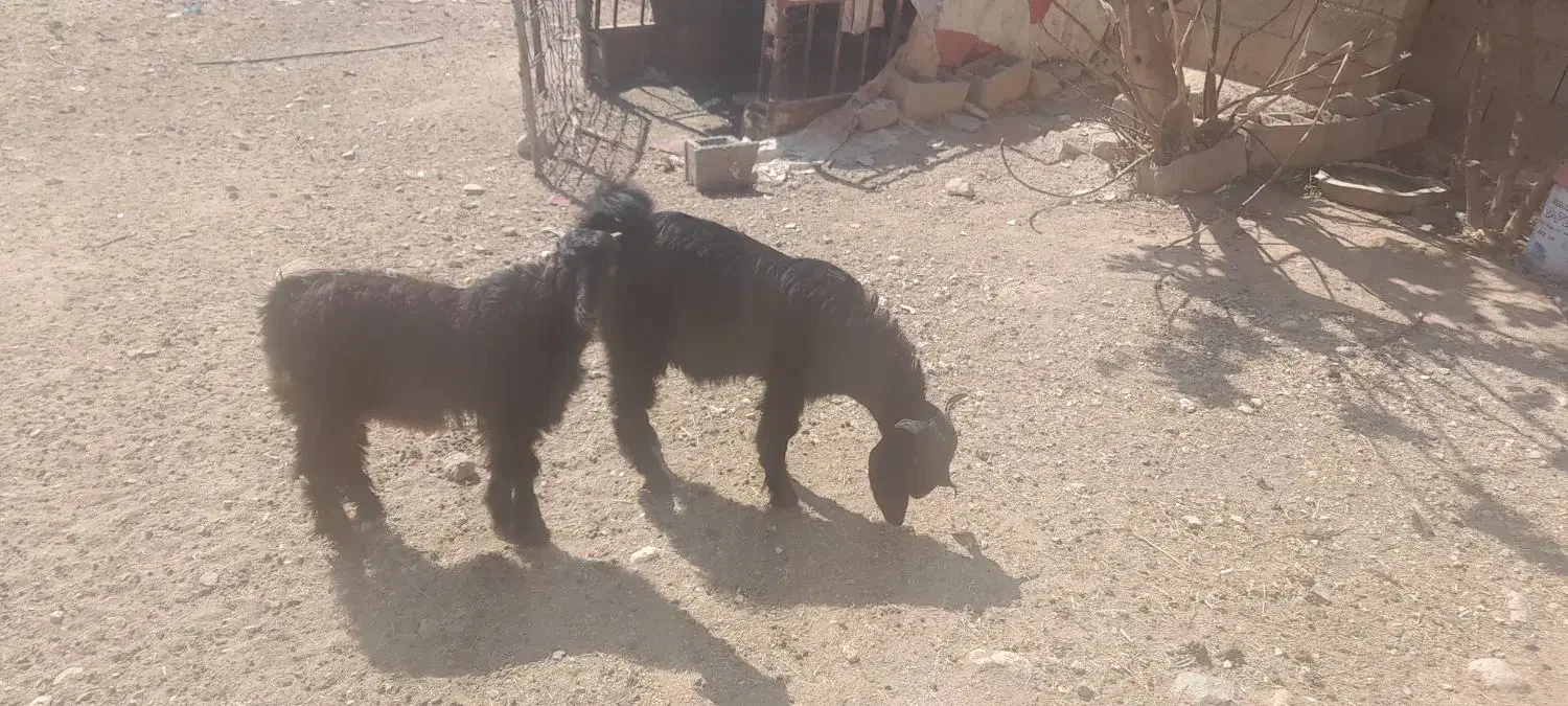 کهره نر|حیوانات مزرعه|داراب, |دیوار