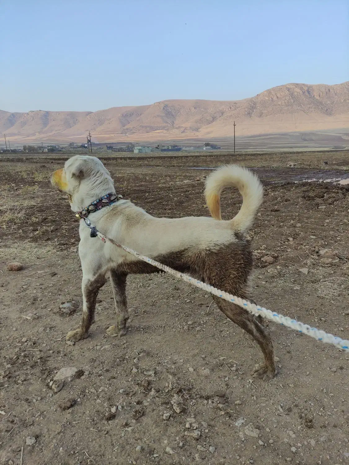 سگ پژدر نر|سگ|صحنه, |دیوار