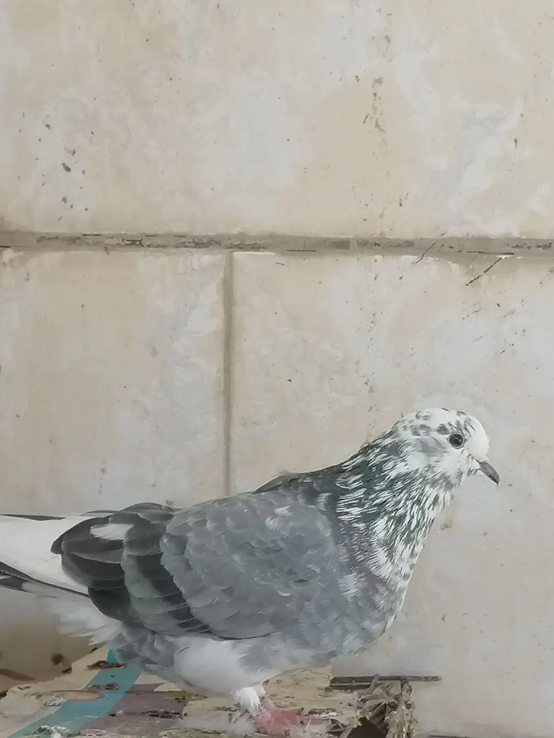 کاشانی|پرنده|مسجد سلیمان, |دیوار