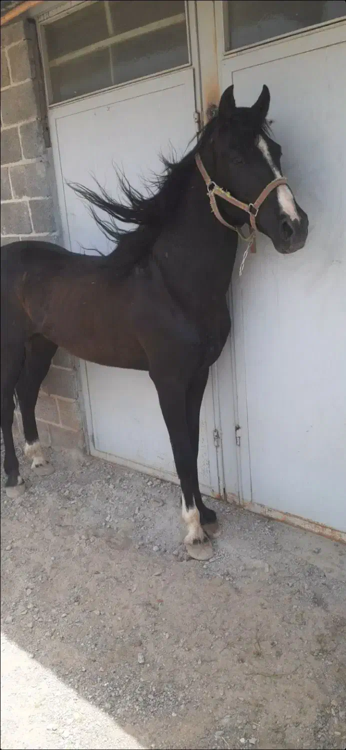 نریان مشکی پرخون ۶ دنگ|اسب و تجهیزات اسبسواری|اراک, |دیوار