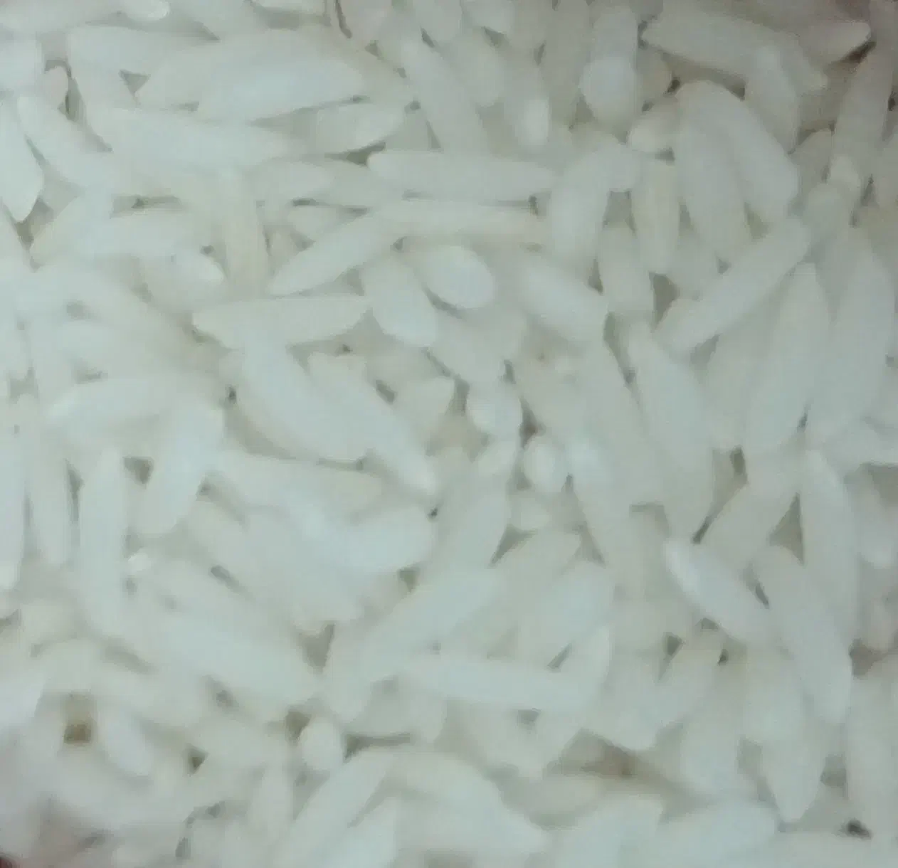 برنج هاشمی|خوردنی و آشامیدنی|تولم شهر, |دیوار