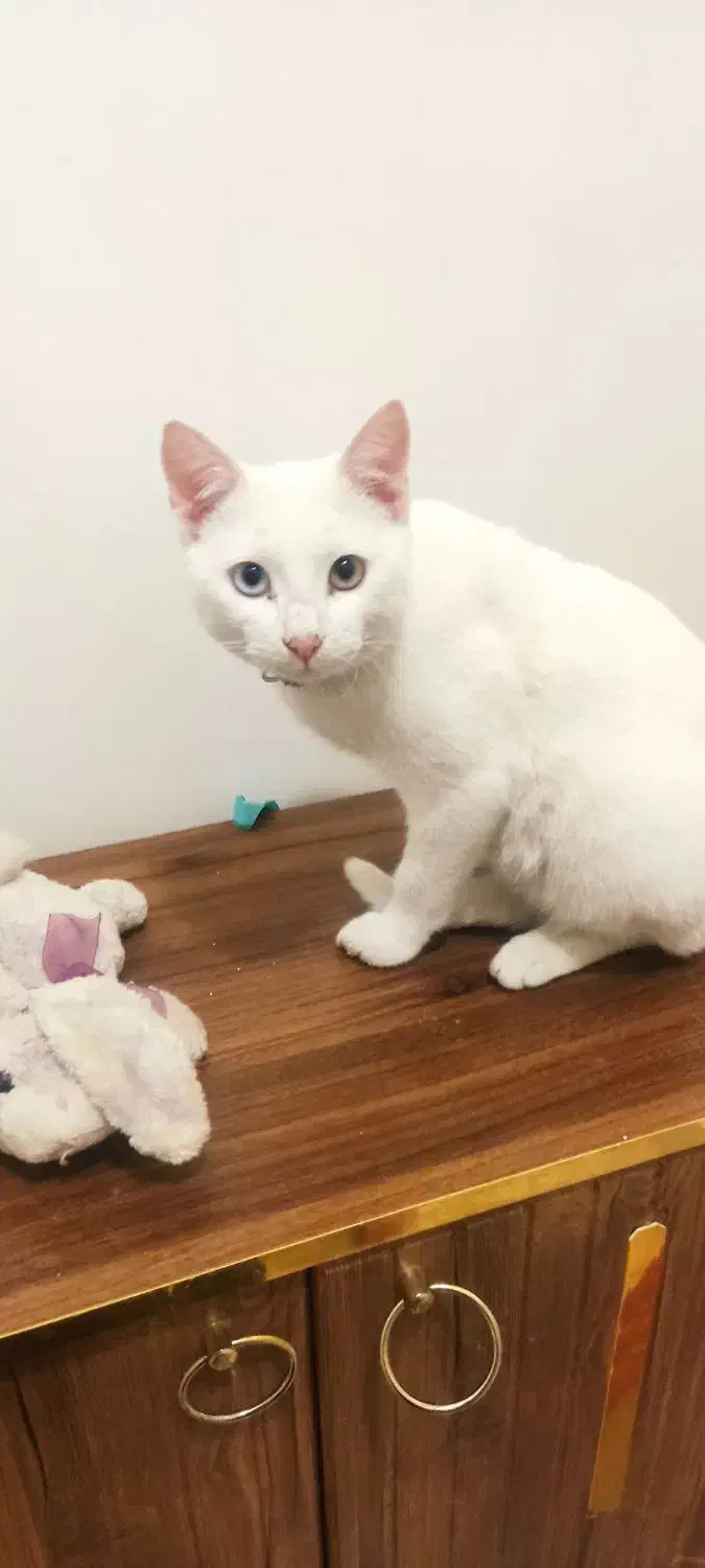 گربه پرشین|گربه|اردبیل, |دیوار