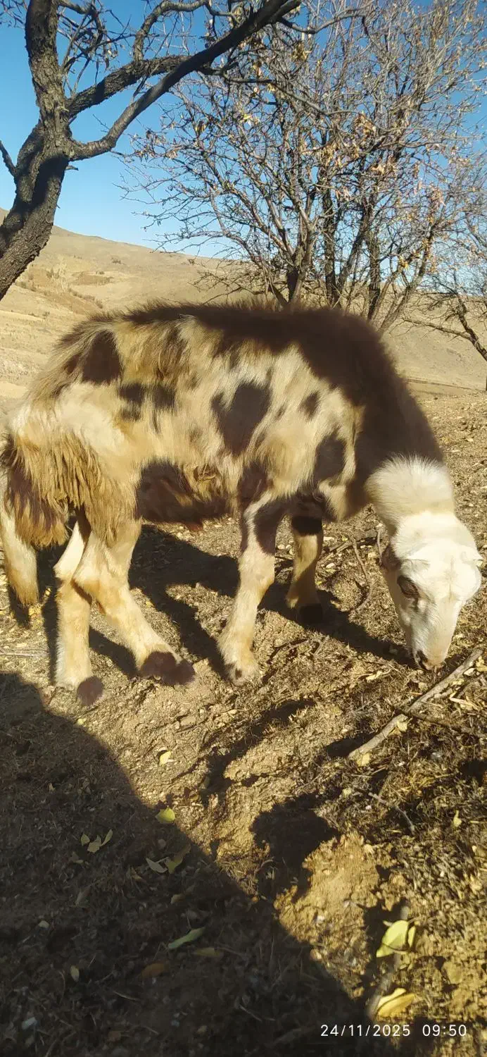 پلنگی خال سیا|حیوانات مزرعه|زند, |دیوار