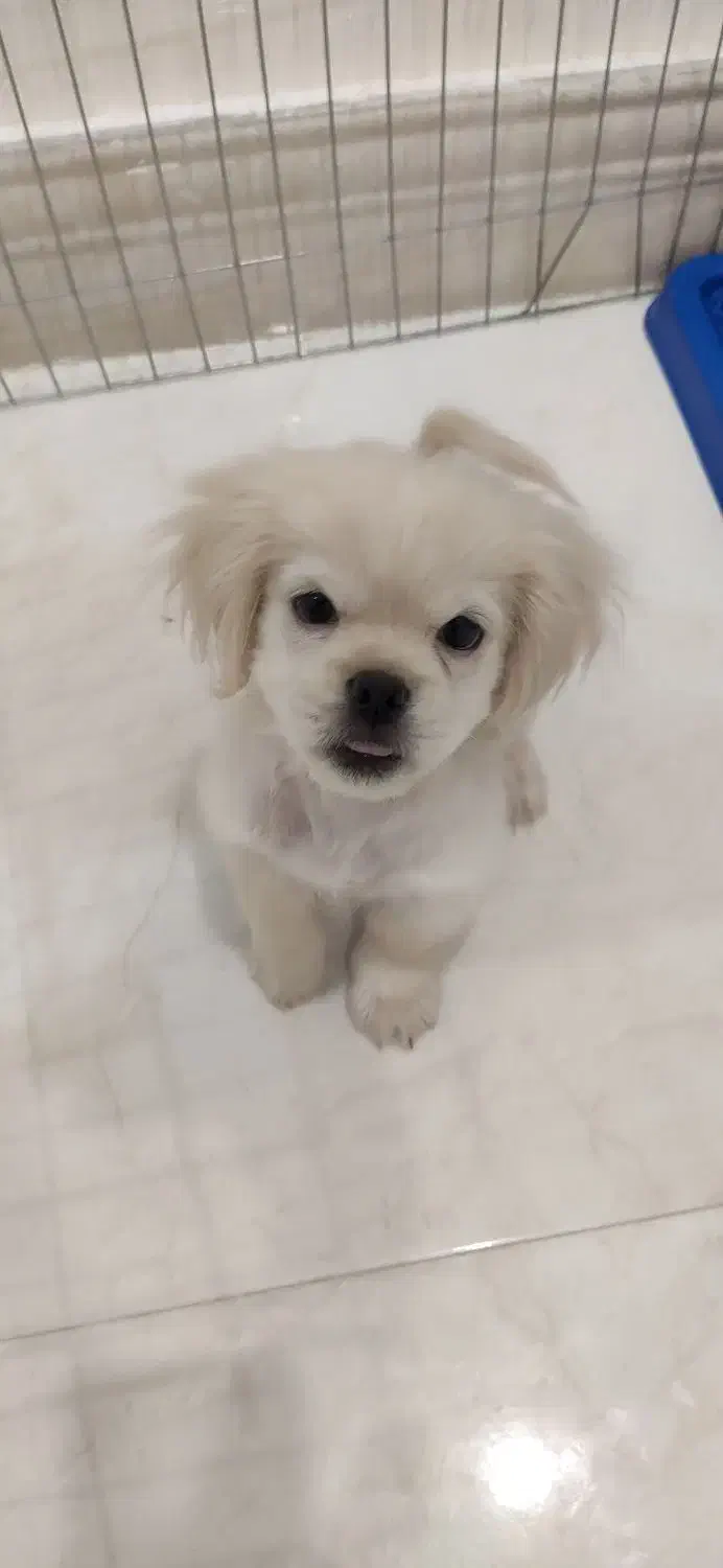 نژاد پیکینیز|سگ|فردیس, فردیس|دیوار