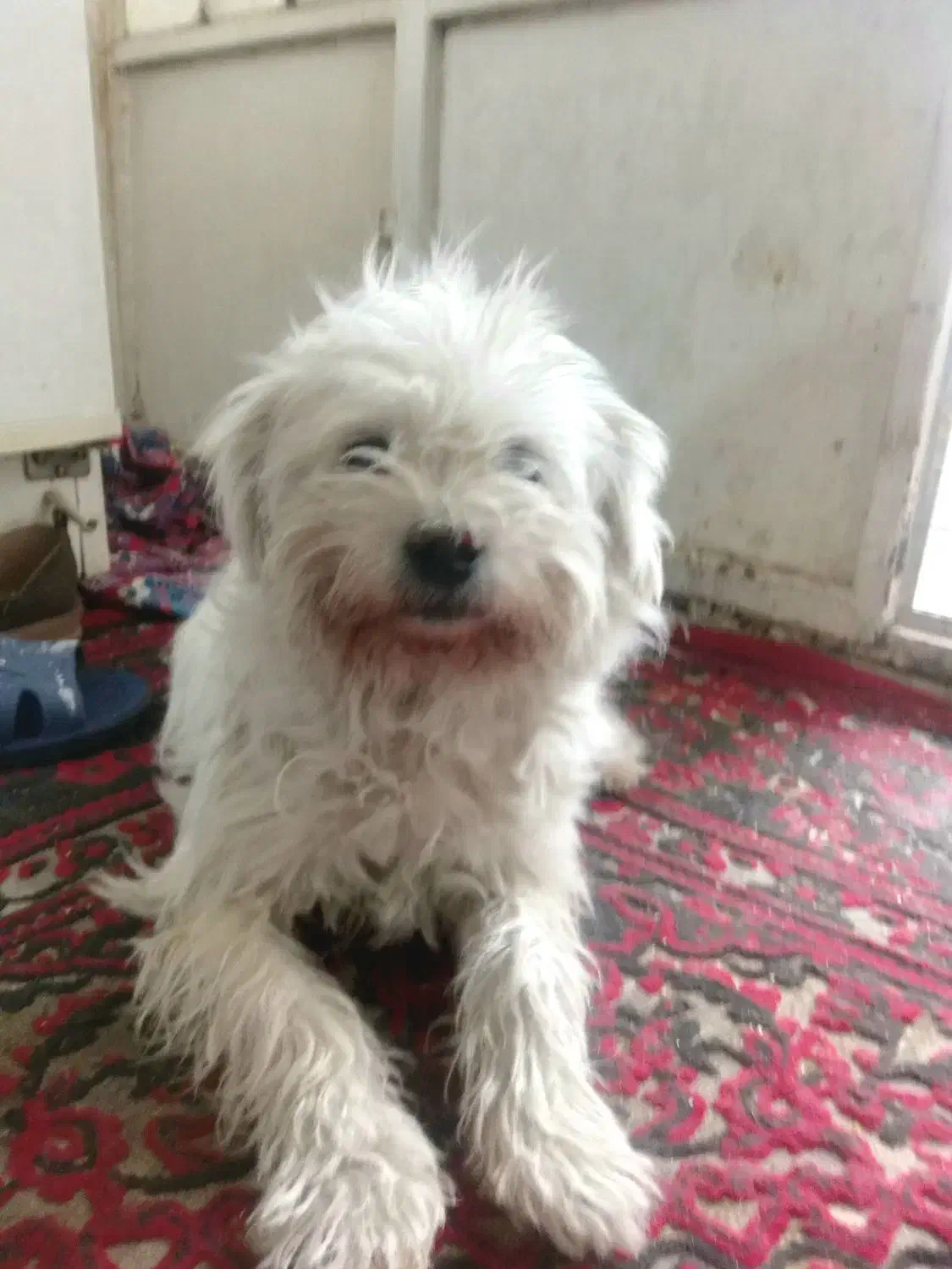 واگذاری سگ|سگ|شیراز, دباغ خانه|دیوار