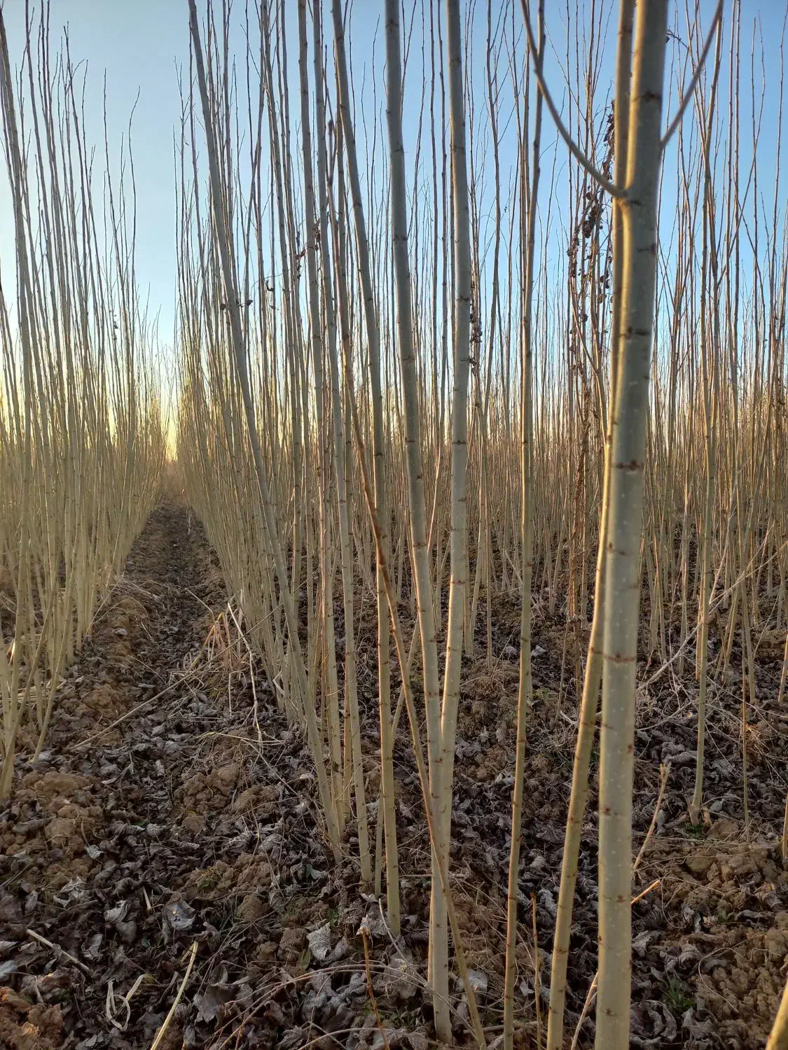نهال صنوبر درجه یک با قیمت مناسب|خدمات باغبانی و درختکاری|میاندوآب, |دیوار