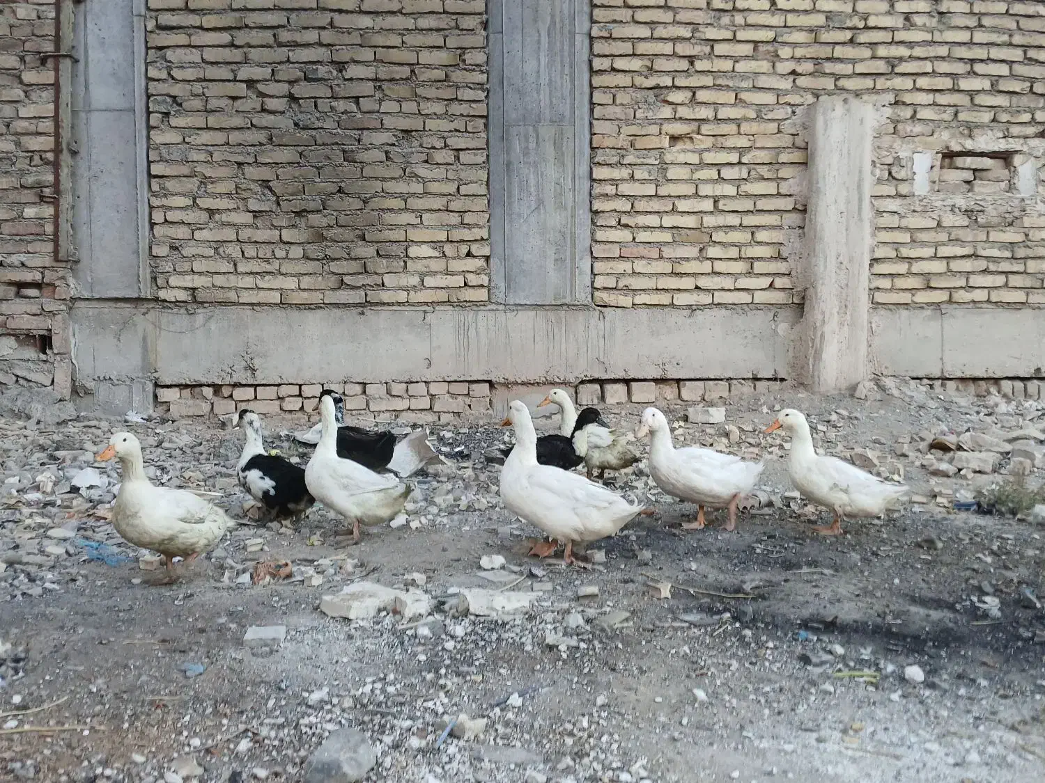 اردک محلی|حیوانات مزرعه|رباطکریم, رباطکریم|دیوار