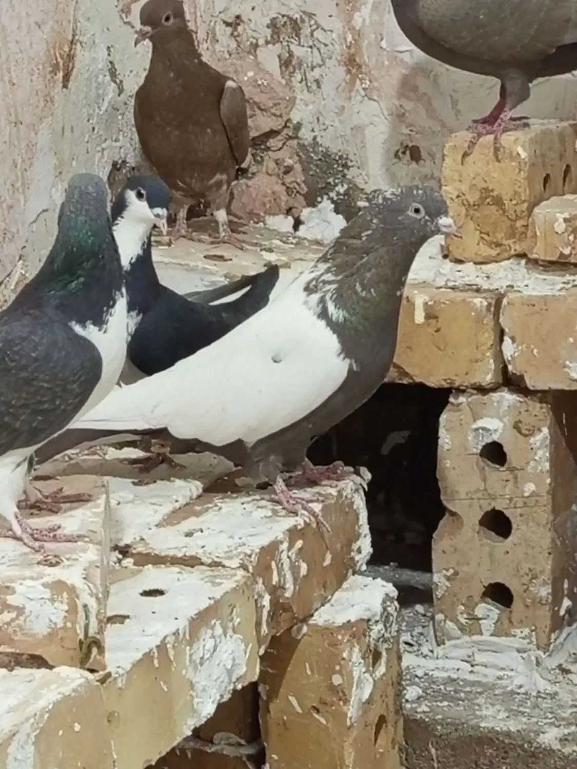 آلمانی ماده 40 سانتی|پرنده|فیروزه, |دیوار