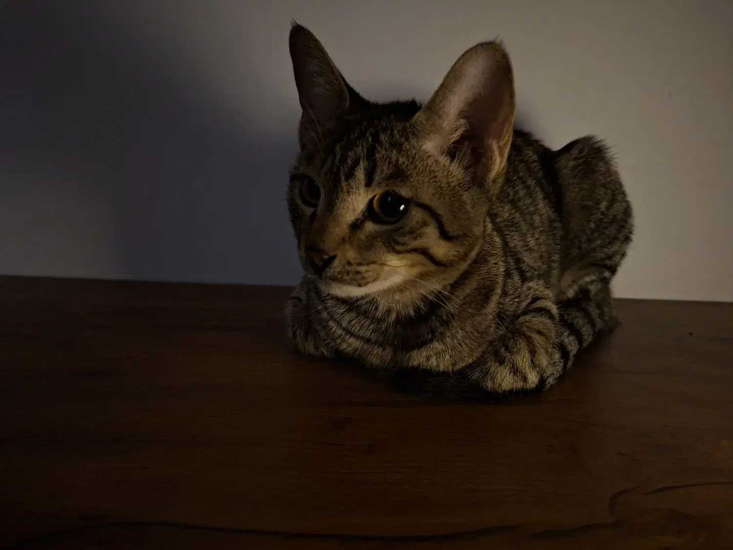 گمشده اسمش هیروعه|گربه|مشهد, نظام دوست|دیوار