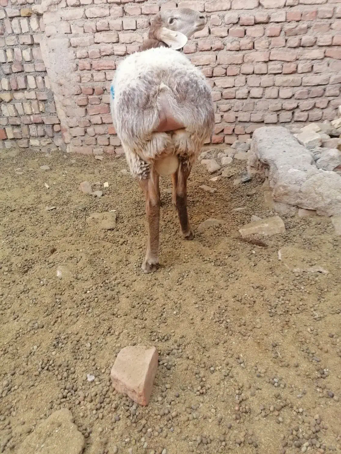 فروش بره چینی مناسب قوچ و پلوار|حیوانات مزرعه|بیرجند, |دیوار