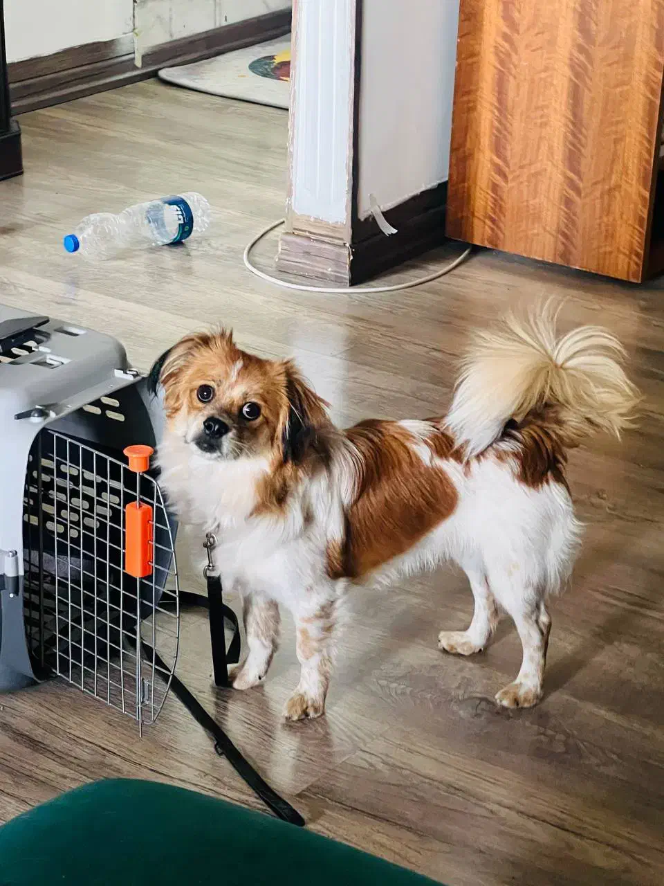 واگذاری سگ شناسنامه دار|سگ|مهاباد (آذربایجان غربی), |دیوار