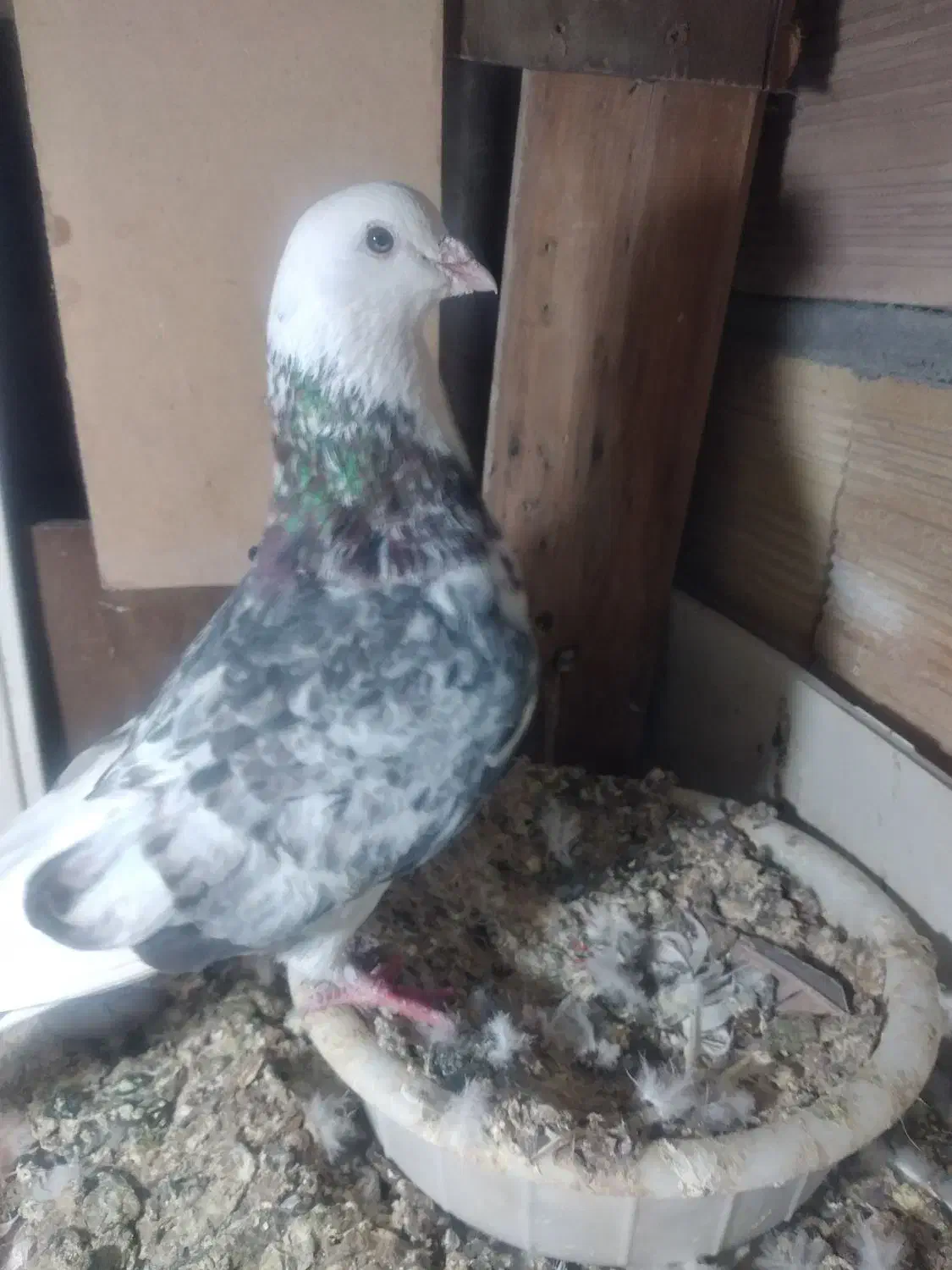 تعداد‌۱۰‌عدد‌کبوتر‌پرشی‌بفروش‌میرسد|پرنده|پلدشت, |دیوار