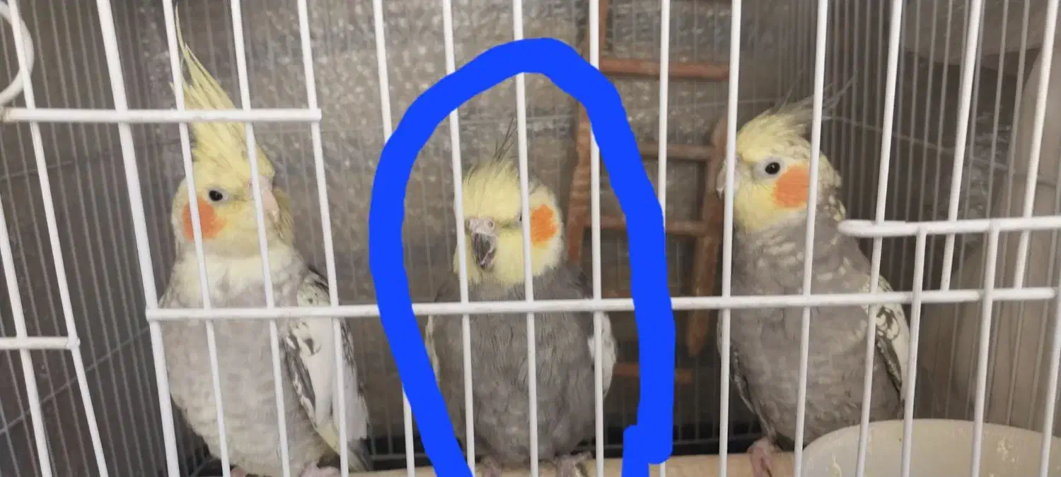 عروس هلندی|پرنده|فردیس, نگارستان|دیوار