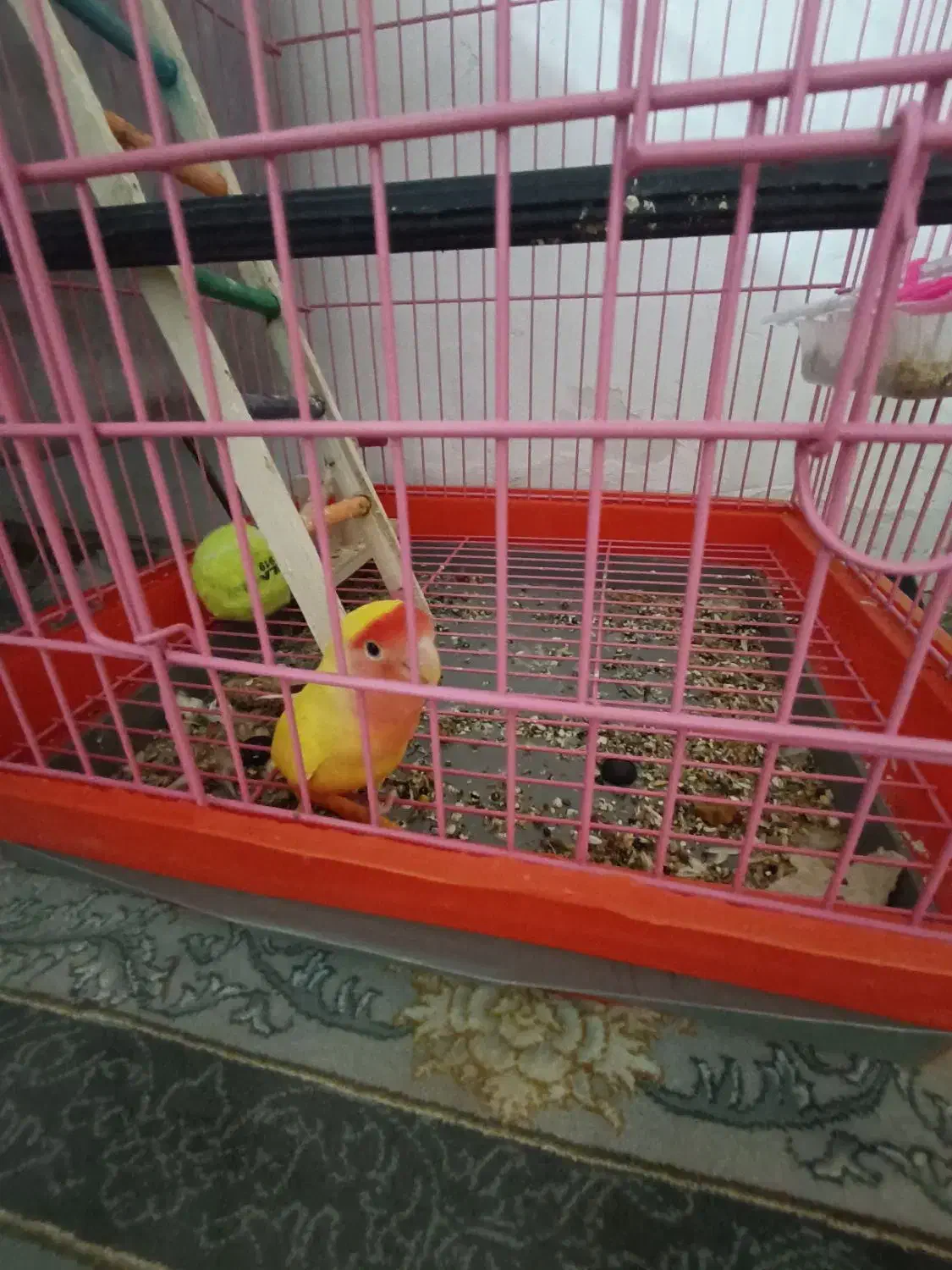 کوتوله و عروس|پرنده|ساوه, |دیوار