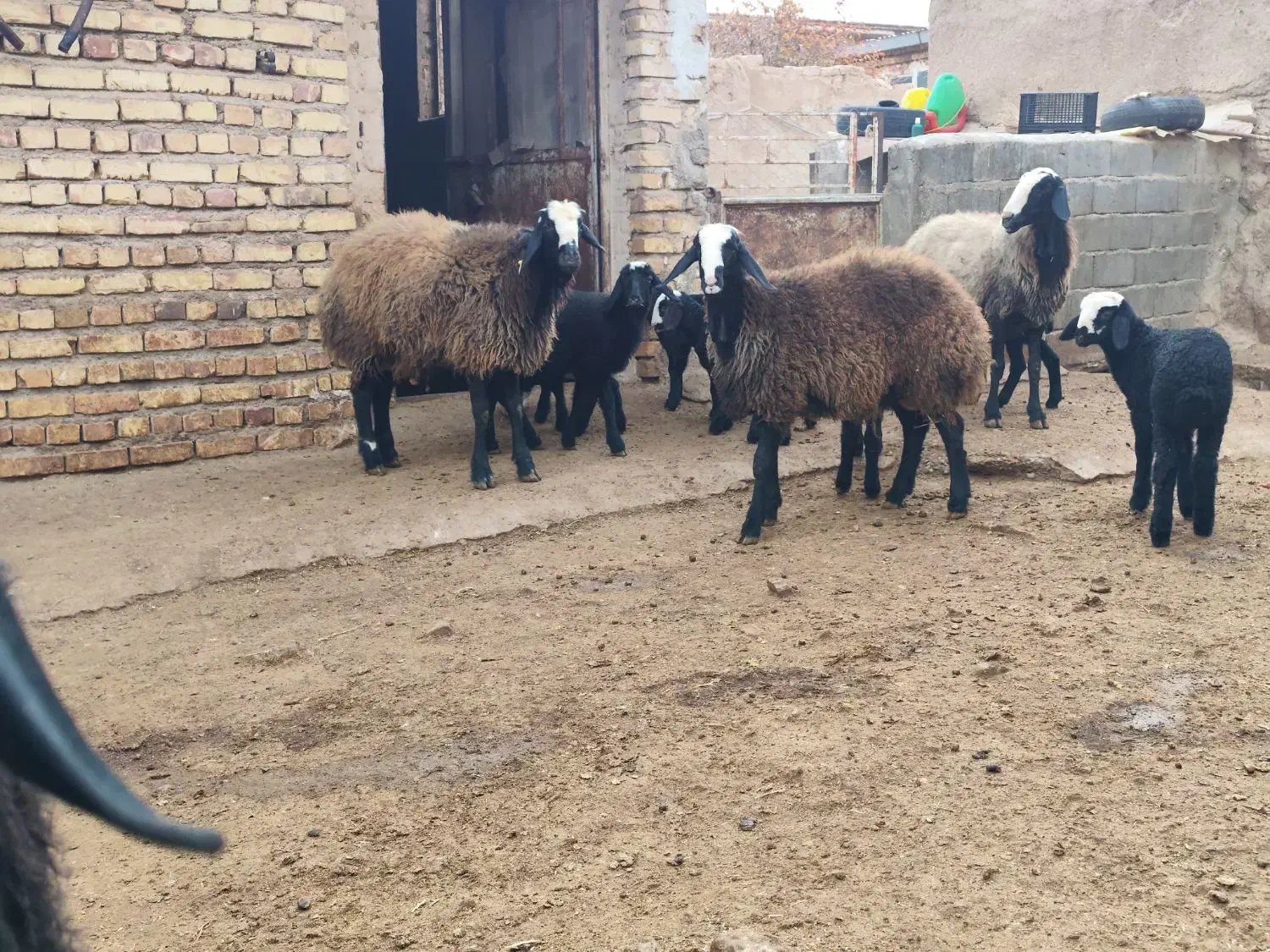 بره قوچ|حیوانات مزرعه|خرمدشت, |دیوار