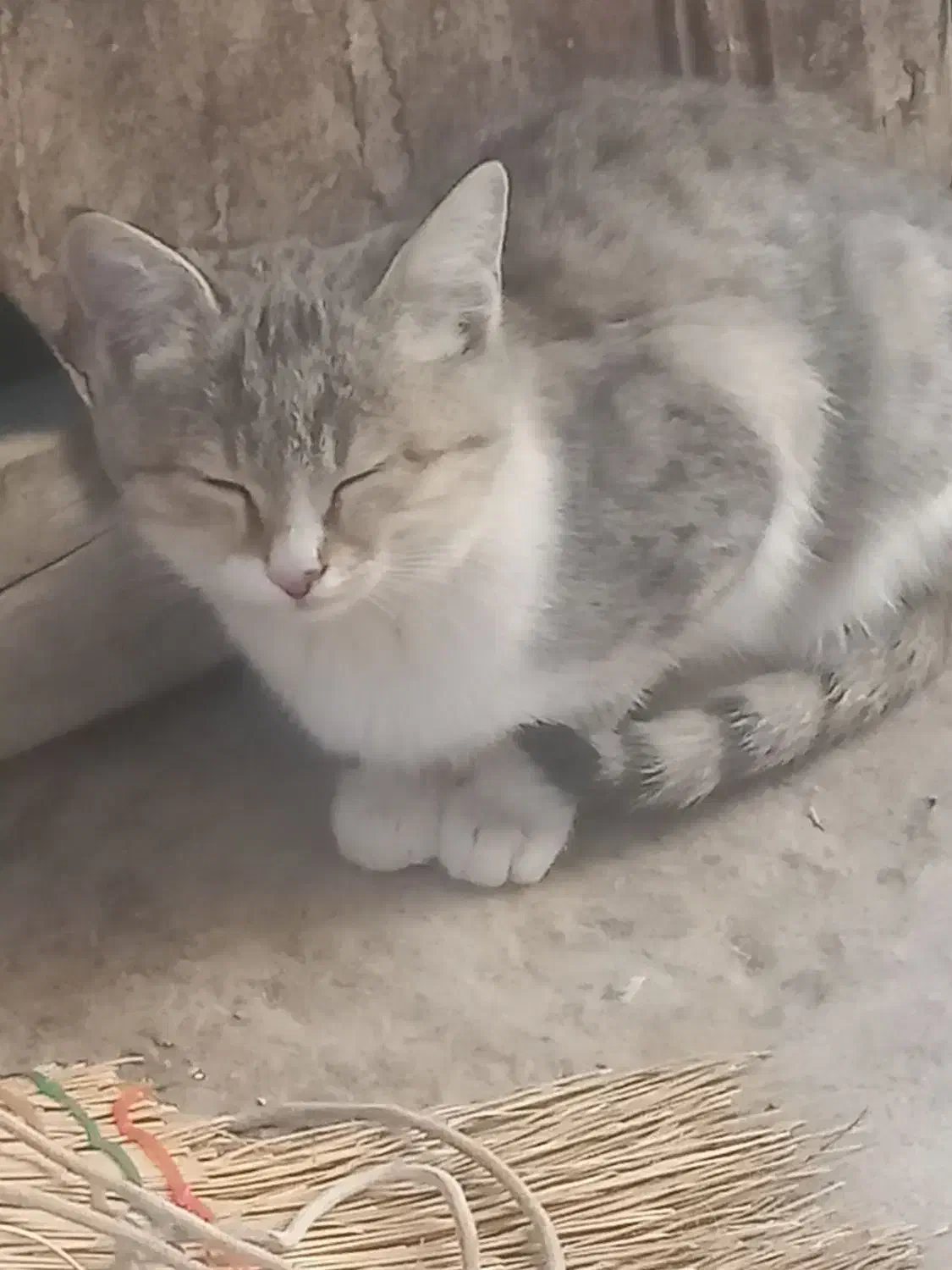 واگذاری گربه|گربه|اراک, |دیوار