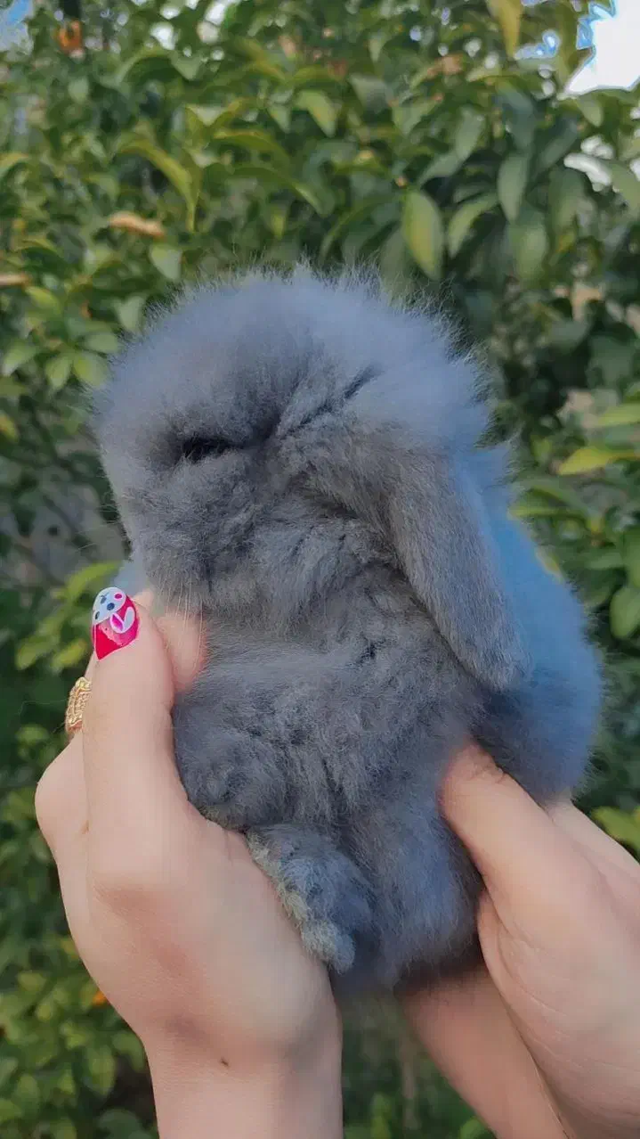 خرگوش لوپ موسوی مجموعه مجاز|موش و خرگوش|گتاب, |دیوار