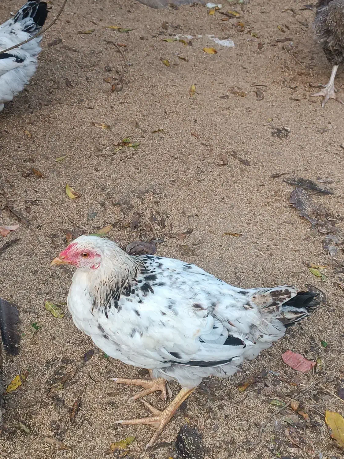 فروش مرغ و خروس شش ماهه|حیوانات مزرعه|املش, |دیوار