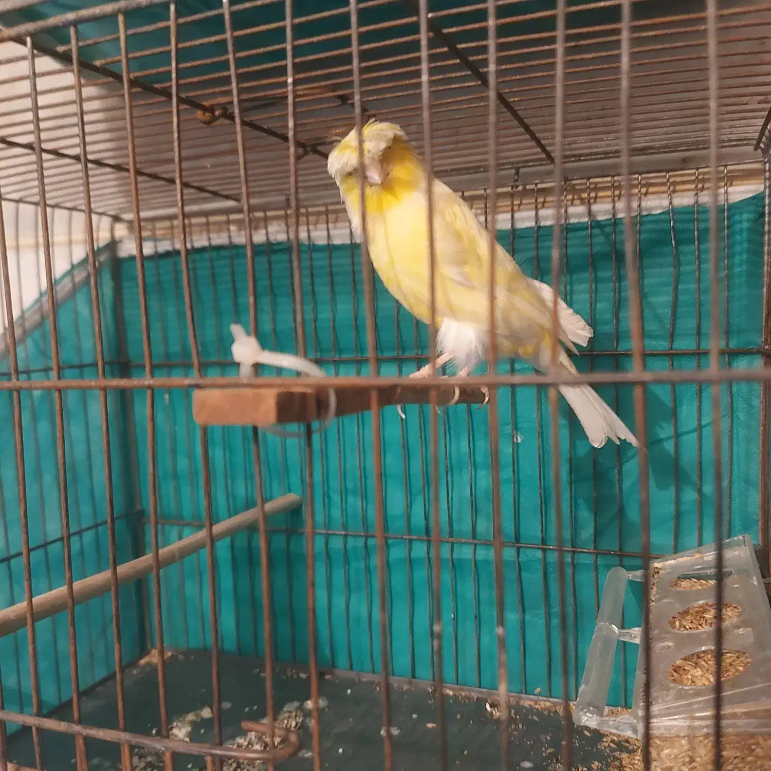 قناری  نرو ماده|پرنده|شهریار, شهرک وائین|دیوار