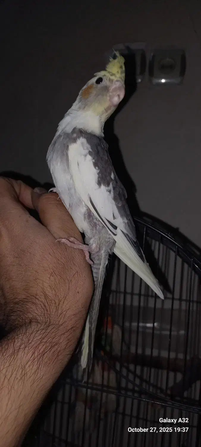 عروس هلندی دونخور|پرنده|تهران, اسکندری|دیوار