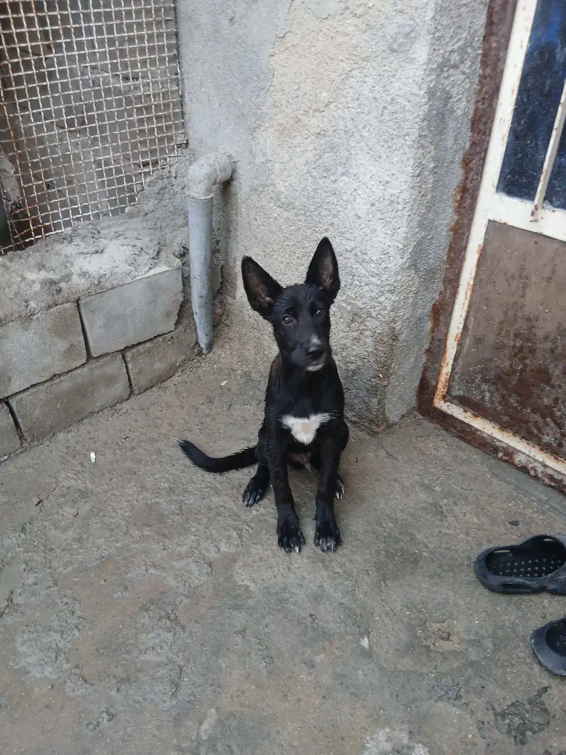 سگ مالینیوزبلک|سگ|قشم, |دیوار