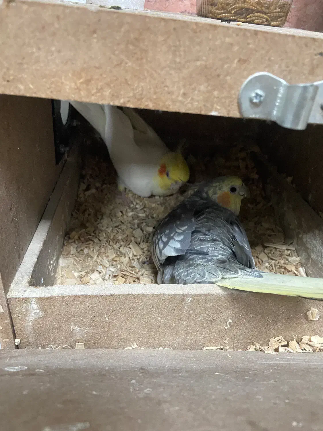 طوطی|پرنده|مشهد, ابوذر|دیوار