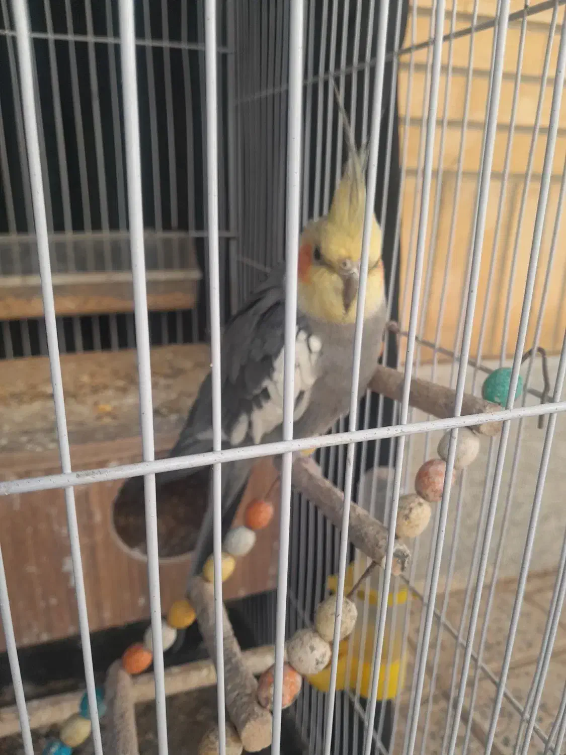 یک جفت مولد هلندی|پرنده|برخوار, |دیوار