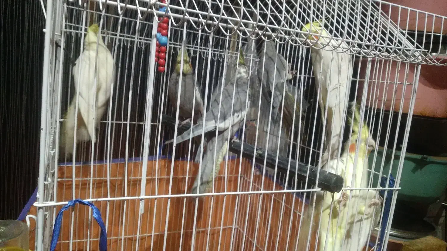 عروس هلندی نر ماده|پرنده|اهواز, منبع اب|دیوار