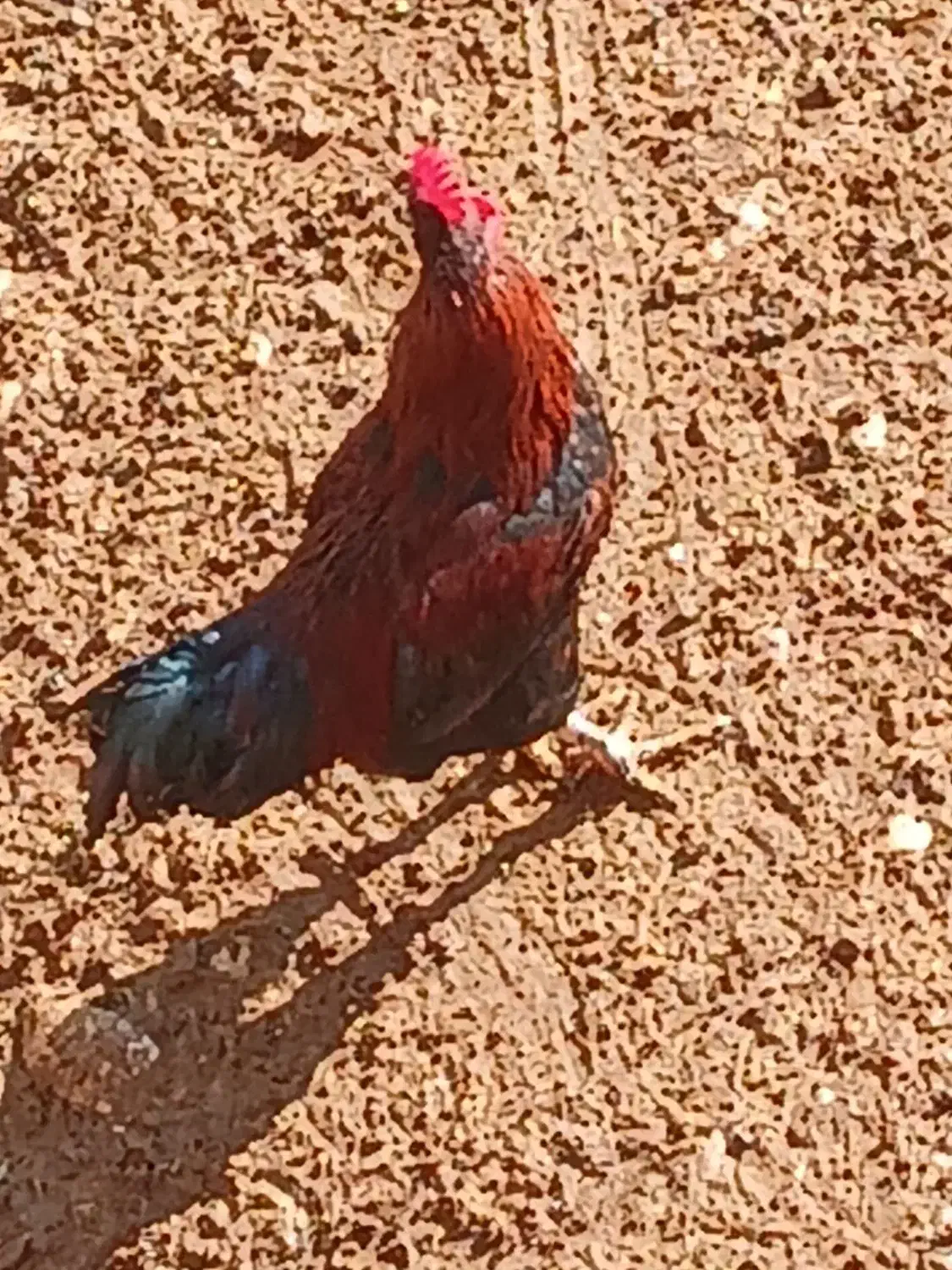 خروس محلی|حیوانات مزرعه|شیروان (خراسان), |دیوار