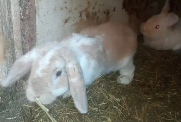 خرگوش گوگولی|موش و خرگوش|رشت, جانبازان|دیوار