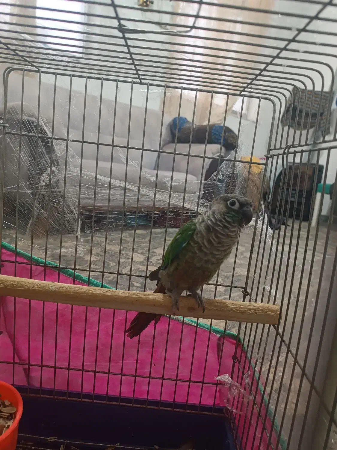 طوطی گرینجیک|پرنده|لنگرود, |دیوار