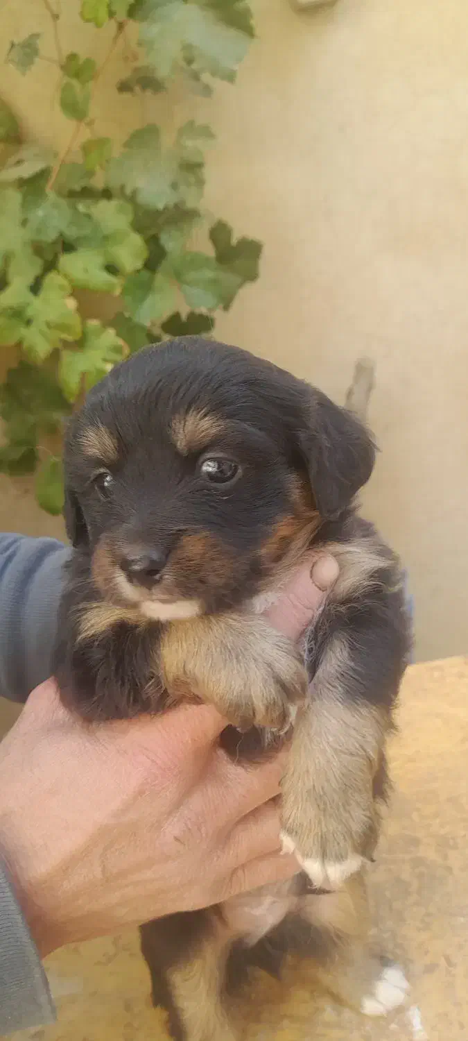 فروش توله سگ فانتزی ترییر|سگ|شیراز, شهرک امیر کبیر|دیوار