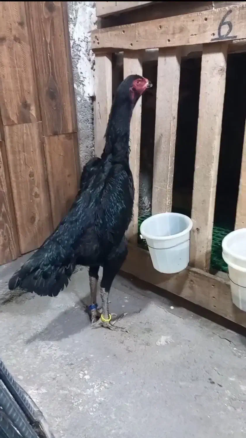 لاری|حیوانات مزرعه|رشت, بوسار|دیوار