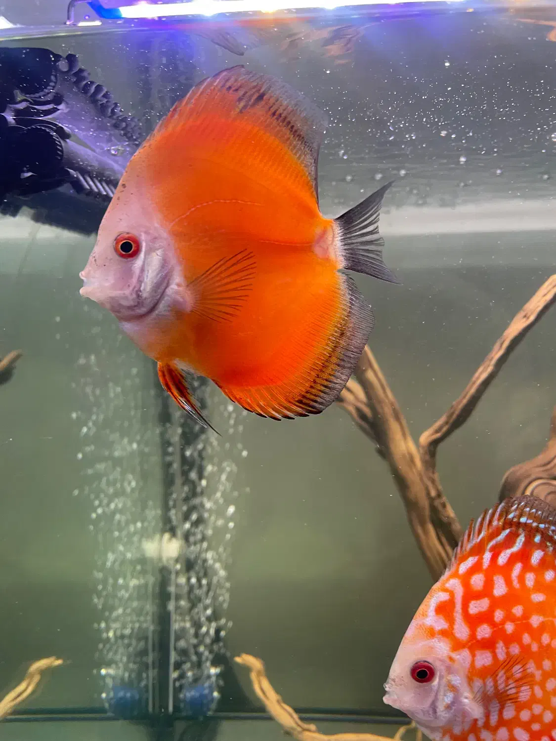 دیسکس|ماهی|تهران, یاخجی آباد|دیوار