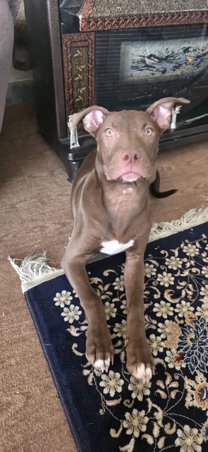 پیت بول ماده|سگ|شاهین‌شهر, شهرک گلدیس|دیوار