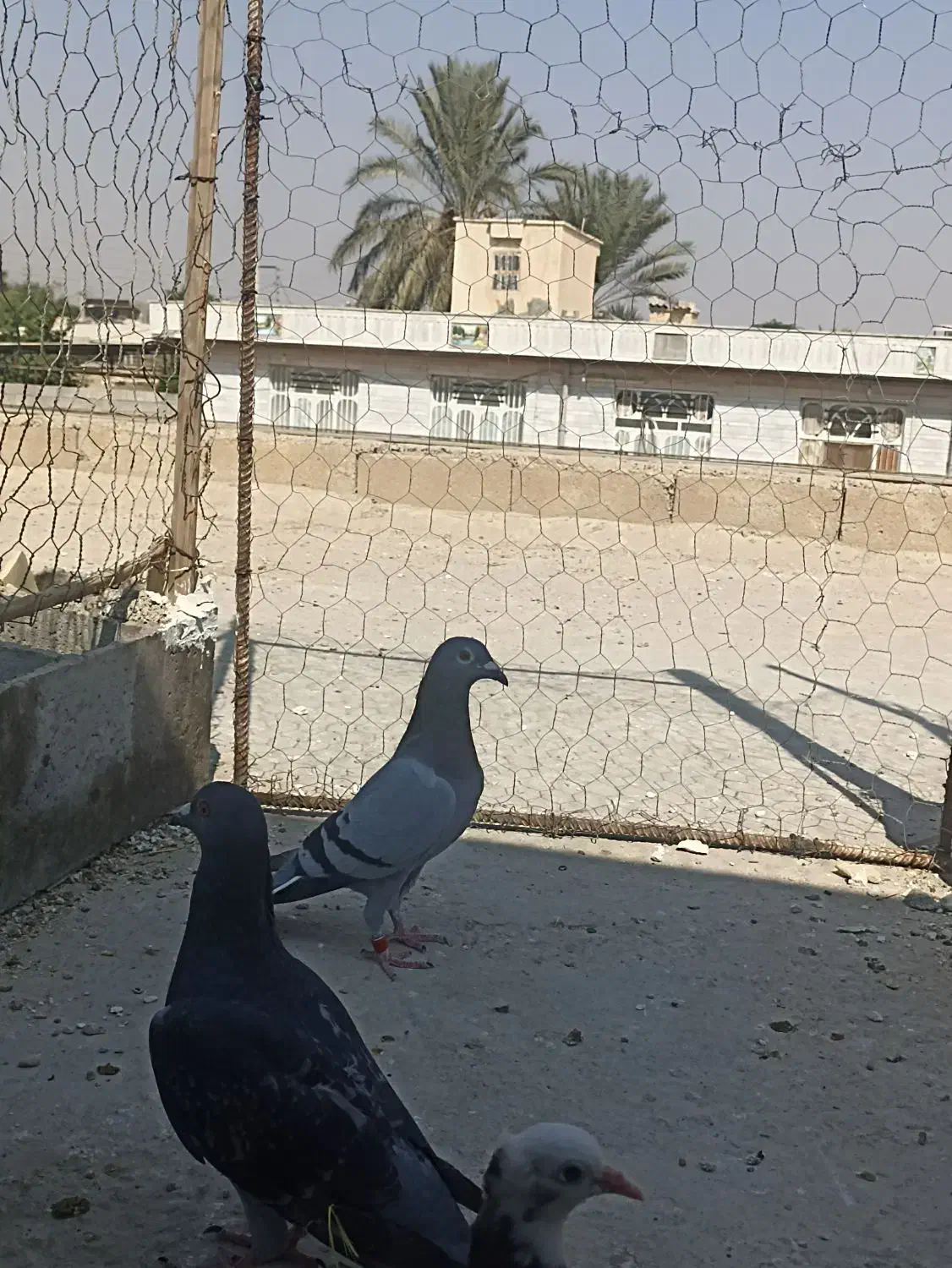 کبوتر پلاکی به شرط|پرنده|برازجان, |دیوار