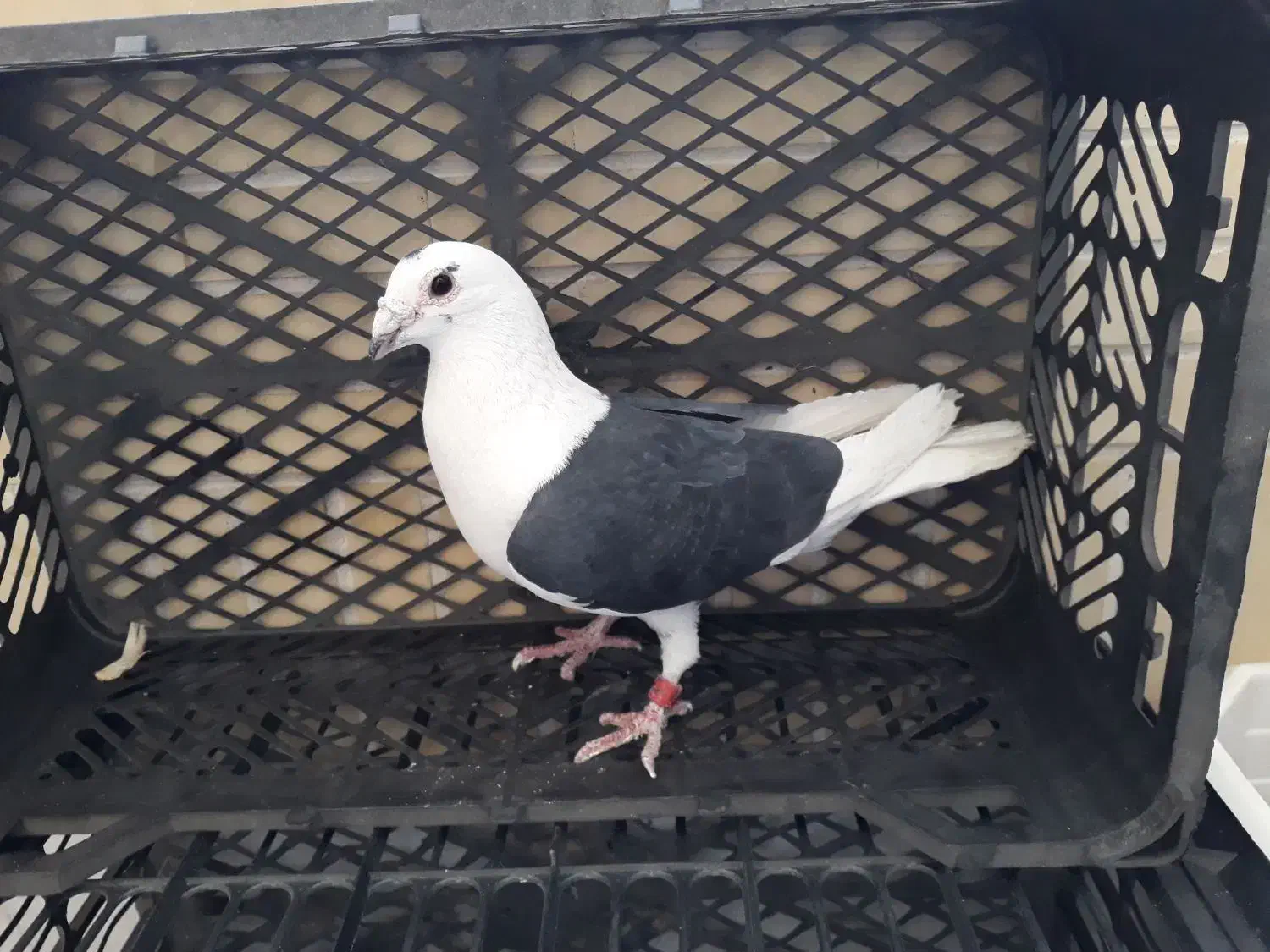 نردوکت پلاکی|پرنده|شاهین‌شهر, شهرک ردانی پور|دیوار