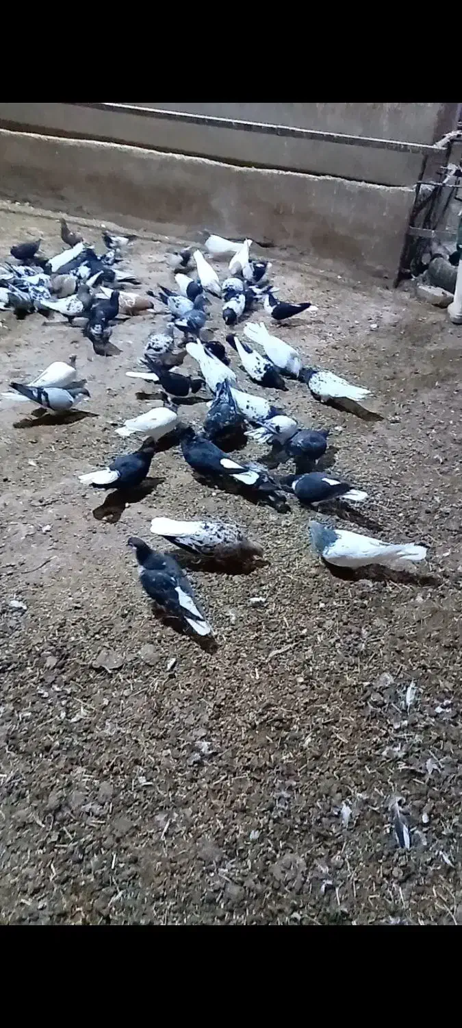 کفتر یا کبوتر|پرنده|چناران, |دیوار