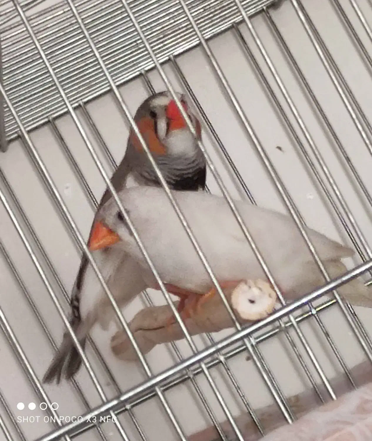 دو جفت فنج مولد درجه یک|پرنده|شهرضا, |دیوار