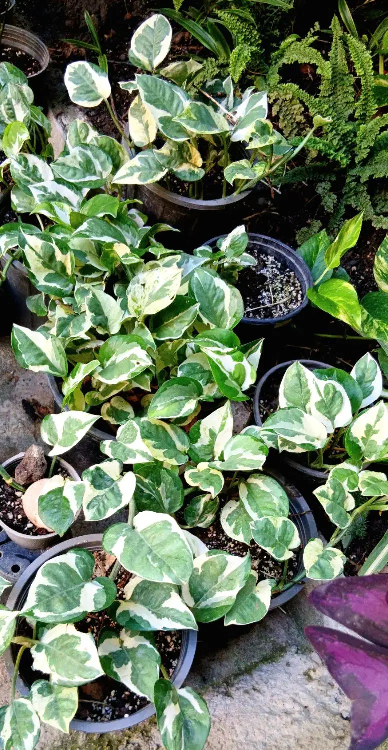 گل و گیاه|گل و گیاه طبیعی|قائم‌شهر, |دیوار