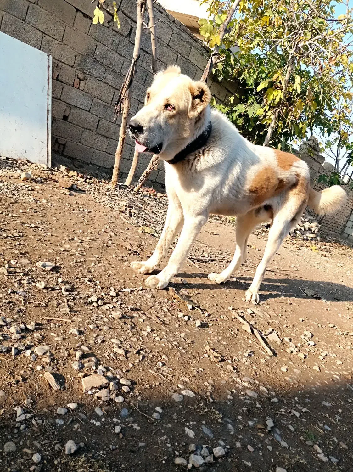 سگ آلابای اصل|سگ|گنبد کاووس, |دیوار