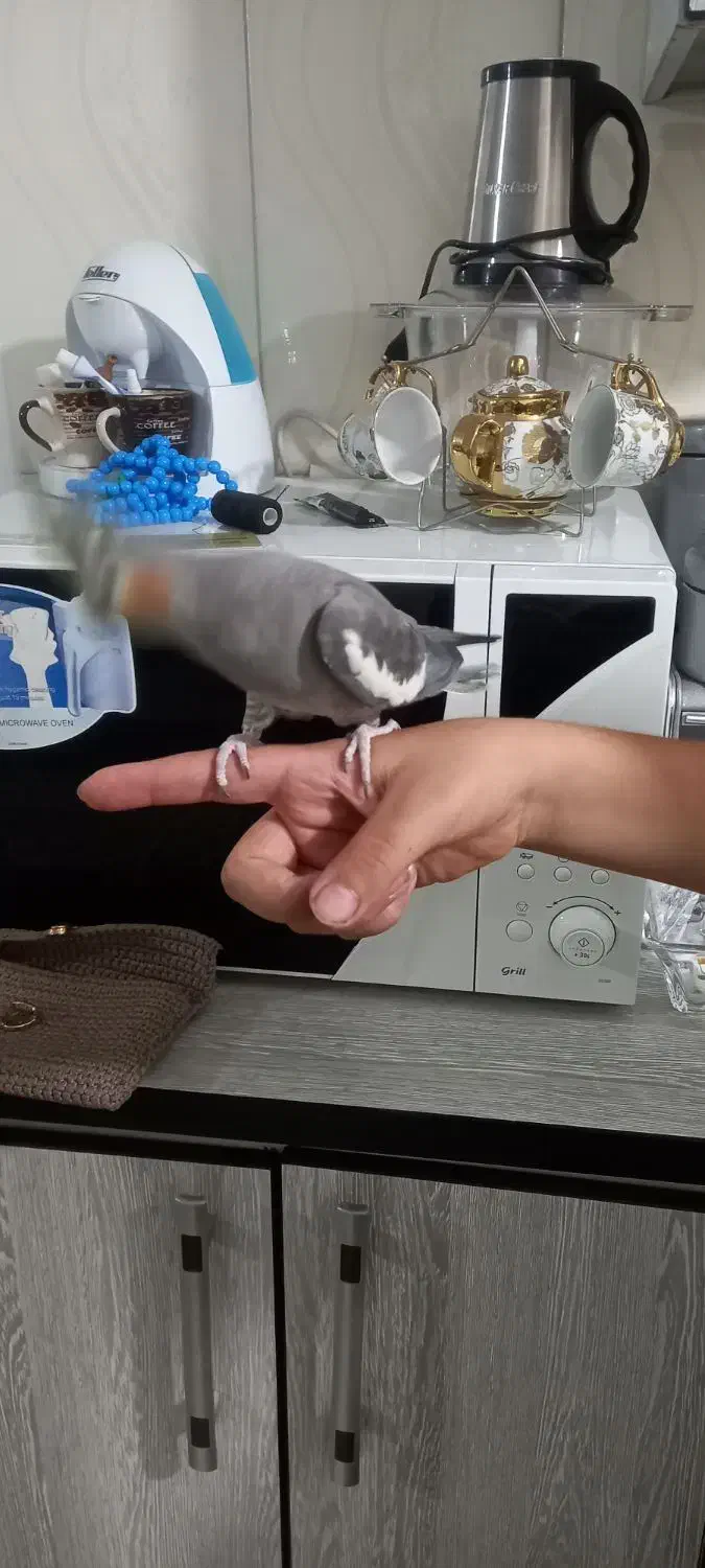 عروس هلندی دستی ماده|پرنده|کرج, محمد آباد|دیوار