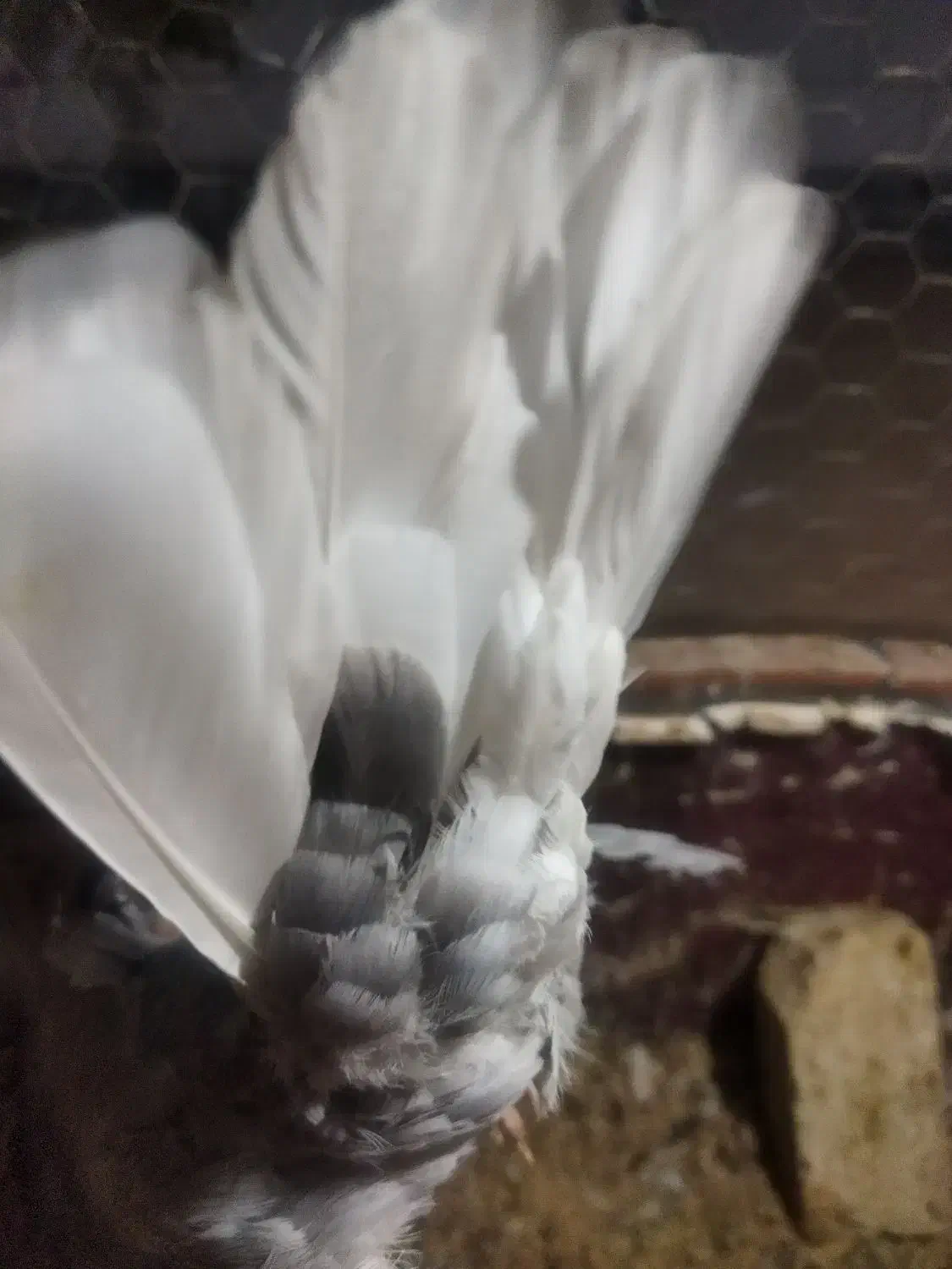 چند تا کفتر خوب|پرنده|یونسی, |دیوار