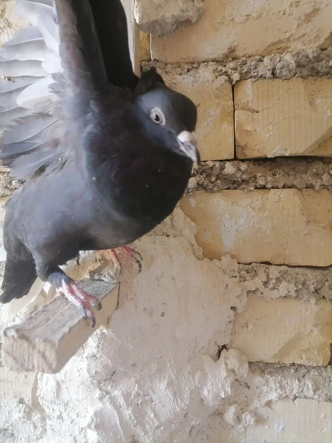 کبوتر|پرنده|مرودشت, گندم‎|دیوار
