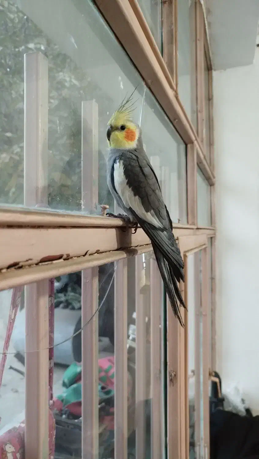 عروس هلندی امید|پرنده|چهارباغ, |دیوار