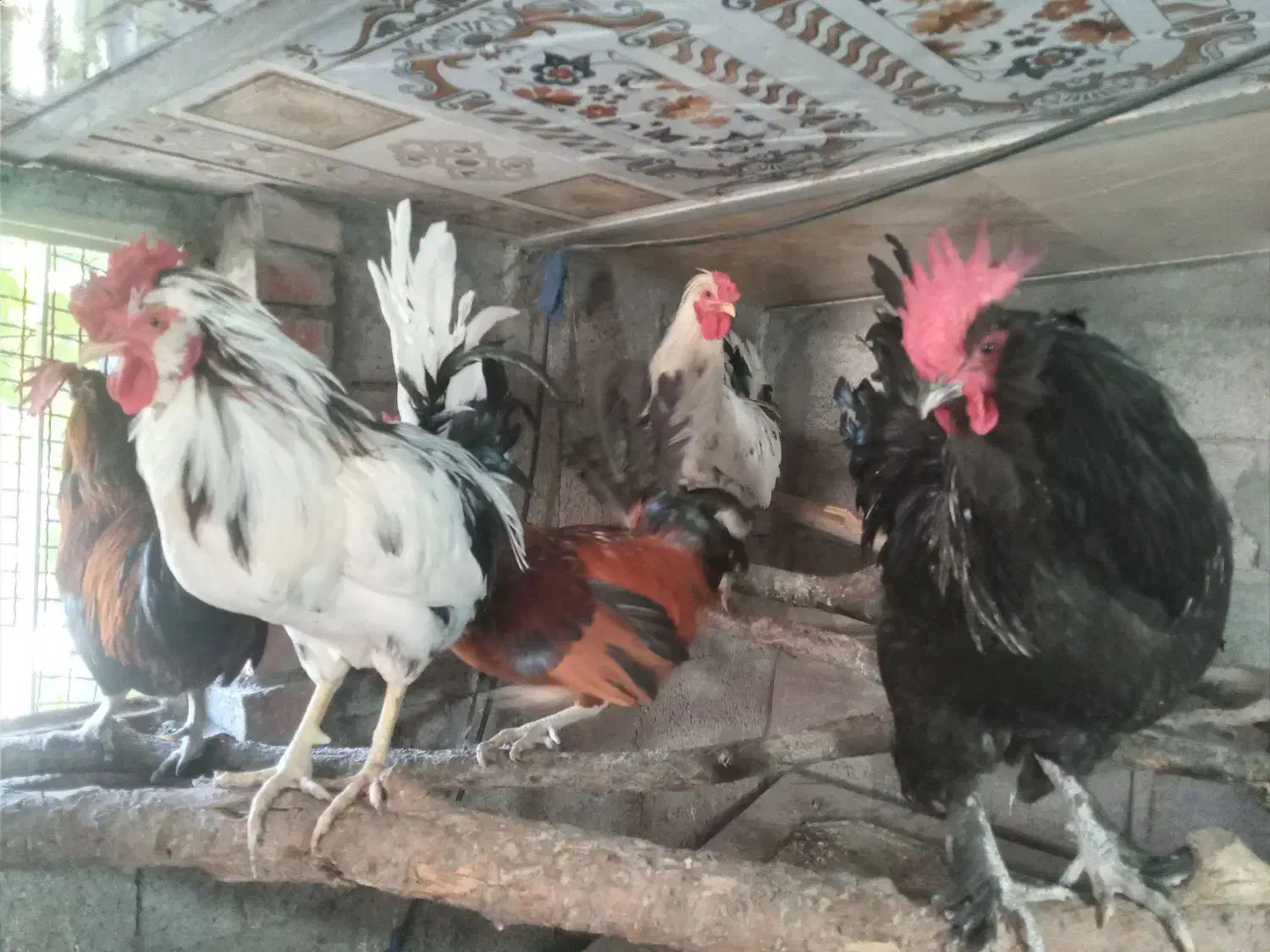 مرغ خروس های تازه محلی وبرهماو گلین چل تاج پنگوئنی|حیوانات مزرعه|اسکو, |دیوار